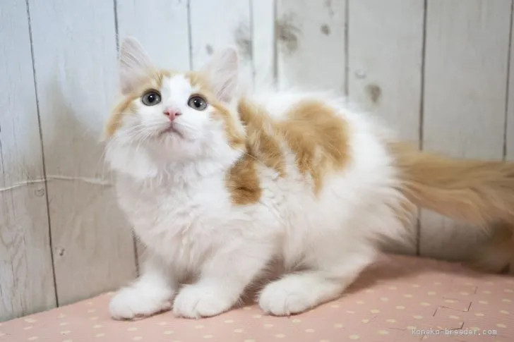 ID：1907-01840の子猫