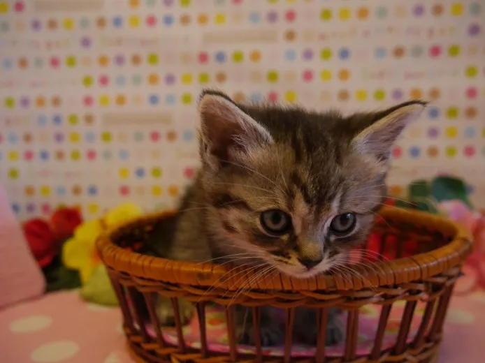 ID:1402-00089の子猫
