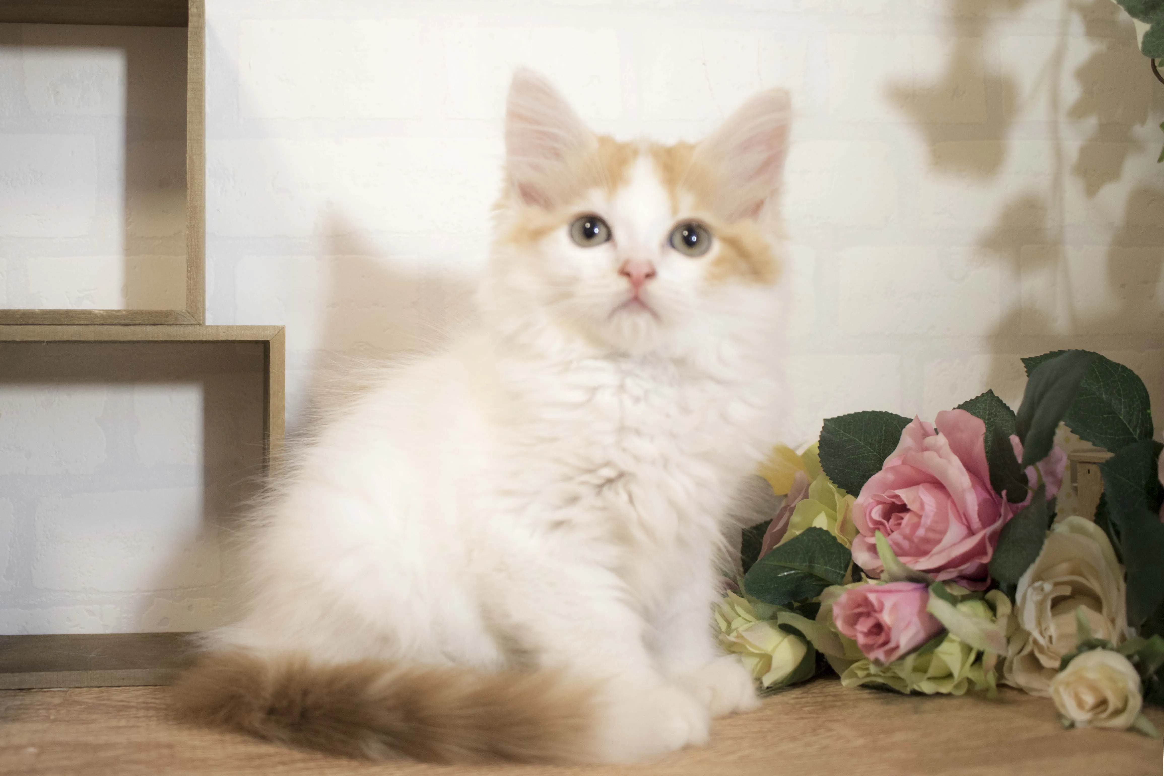 ID：1605-00506の子猫