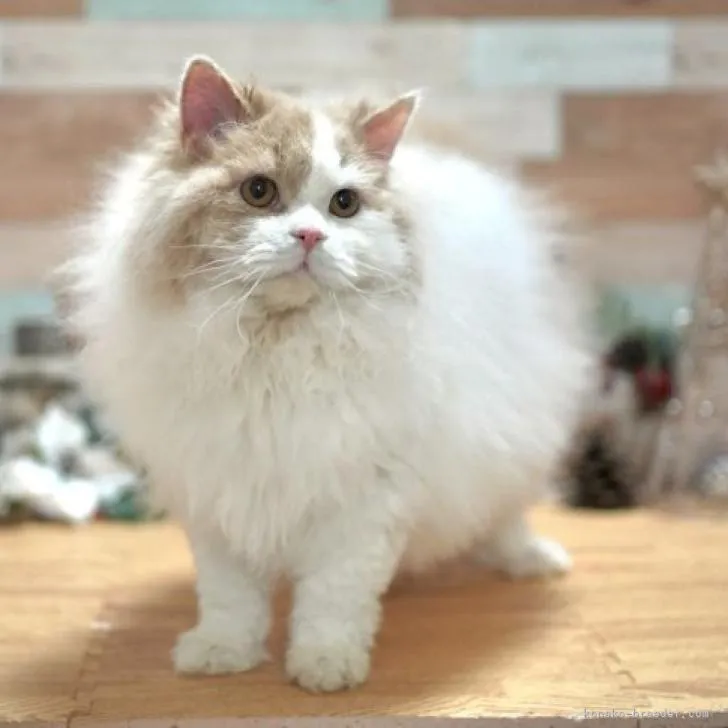 ID:2205-02881の子猫