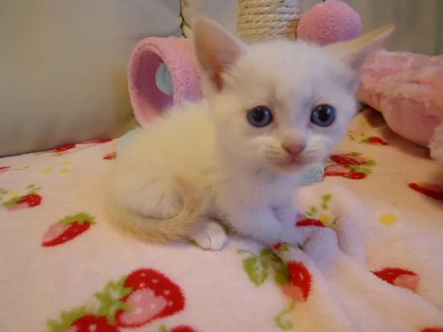 ID:1303-00088の子猫