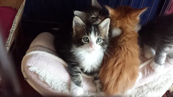 ID：1404-00130の子猫