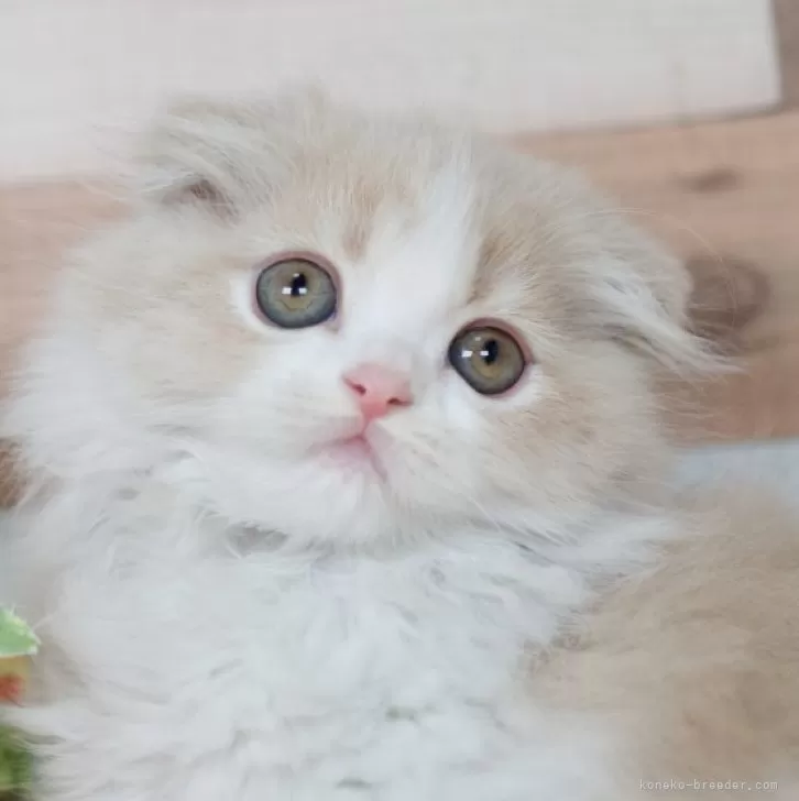 ID:2405-02035の子猫