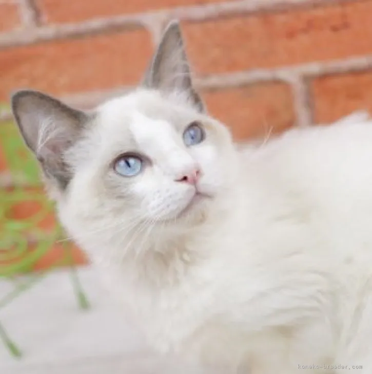 ID：2308-03329の子猫