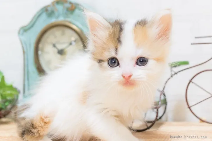 ID:1707-00586の子猫