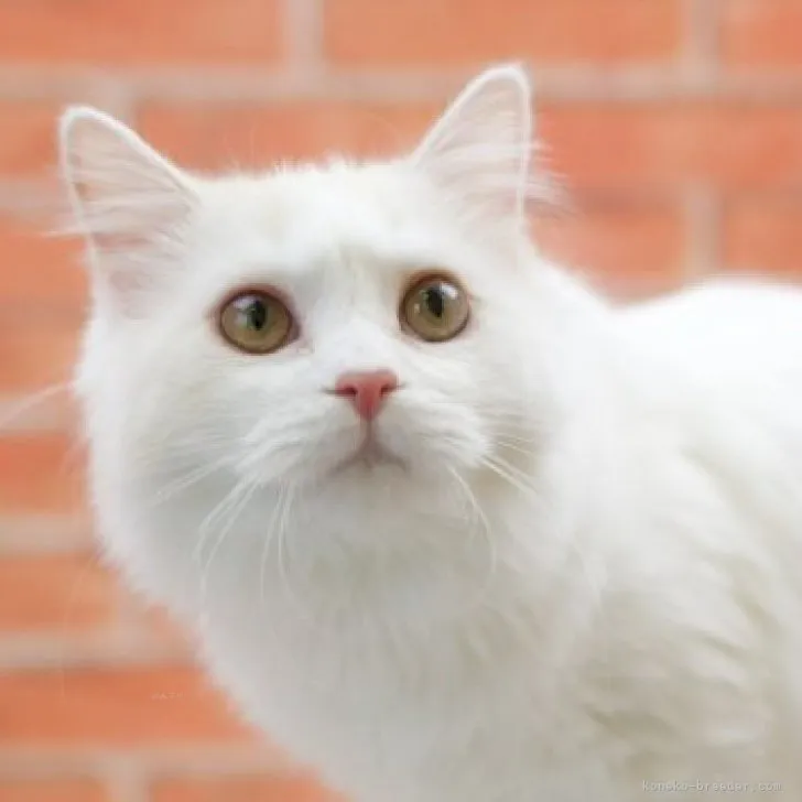 ID：2303-02469の子猫