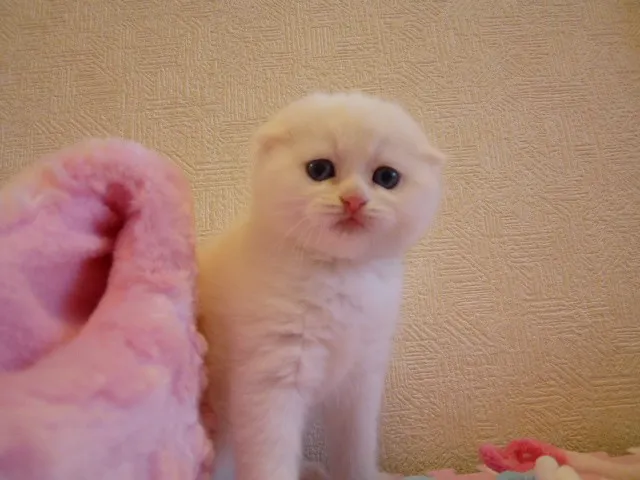 ID:1305-00073の子猫
