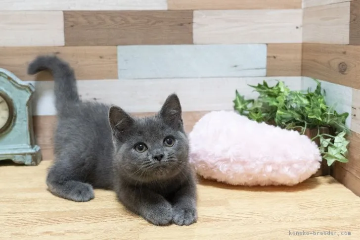 ID：1901-00302の子猫