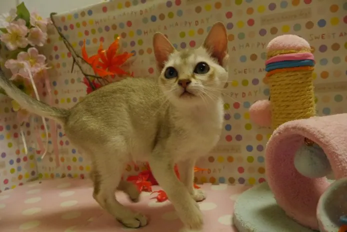ID:1407-00294の子猫