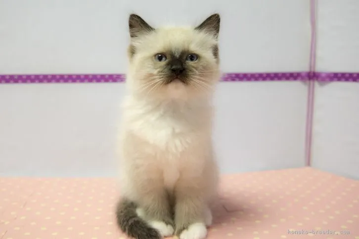 ID：1602-00347の子猫