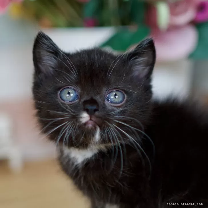 ID：2406-00824の子猫