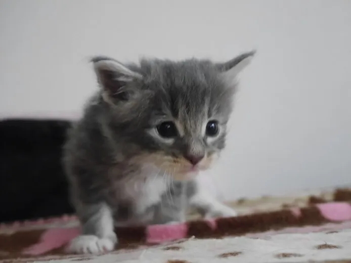 ID：1405-00031の子猫