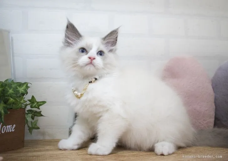 ID:1612-00887の子猫