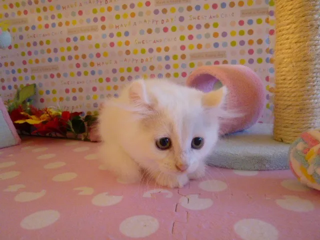 ID:1307-00024の子猫