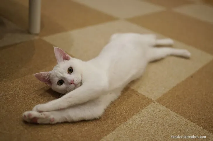 ID:2011-00705の子猫