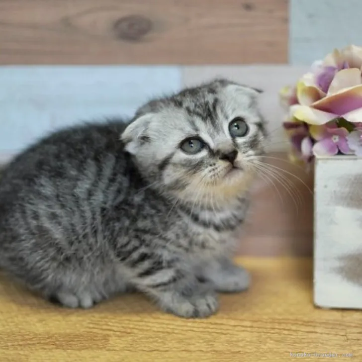 ID：2304-03422の子猫
