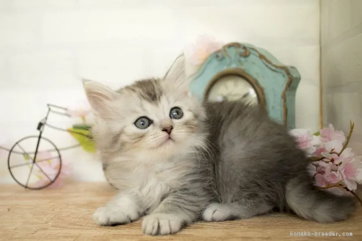 ID:1803-00121の子猫