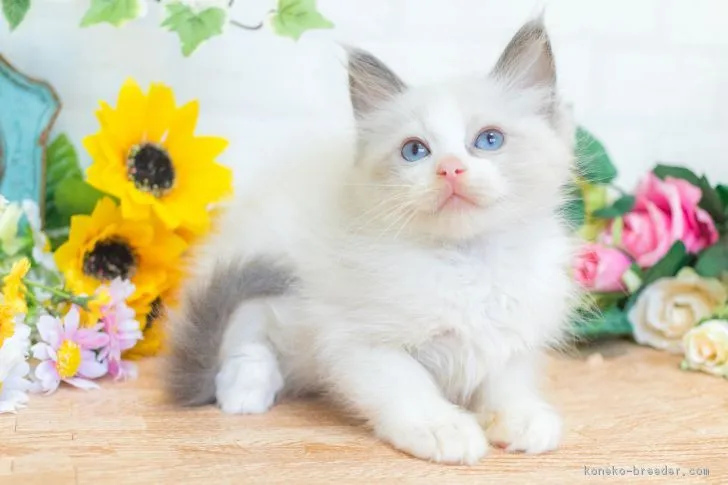 ID:1707-00380の子猫