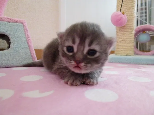 ID：1306-00232の子猫