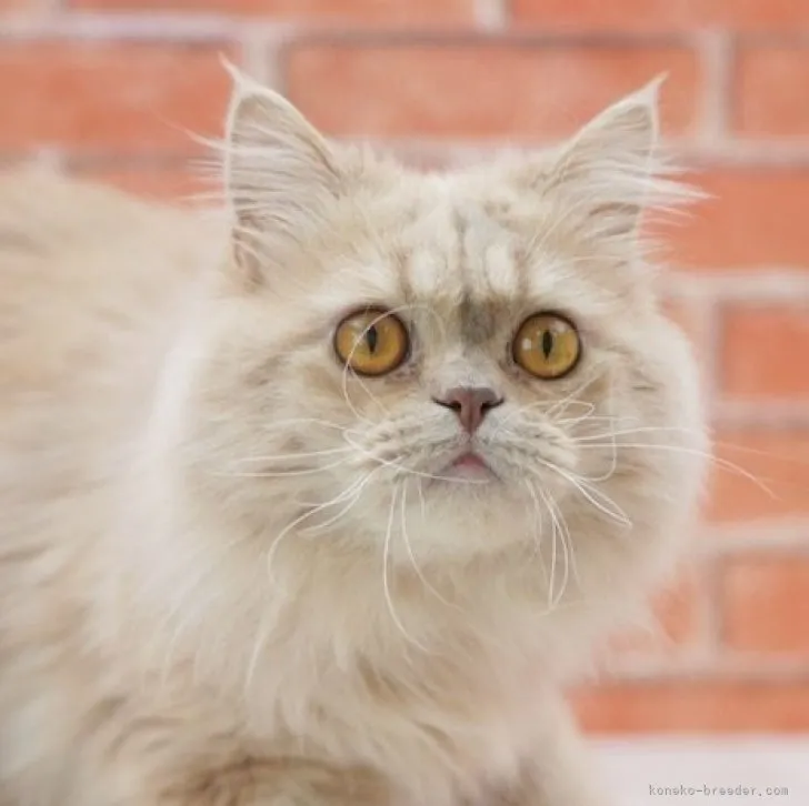 ID:2307-03368の子猫