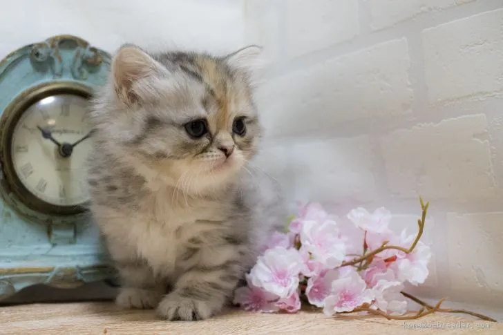 ID：1804-00519の子猫