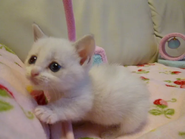 ID:1303-00087の子猫