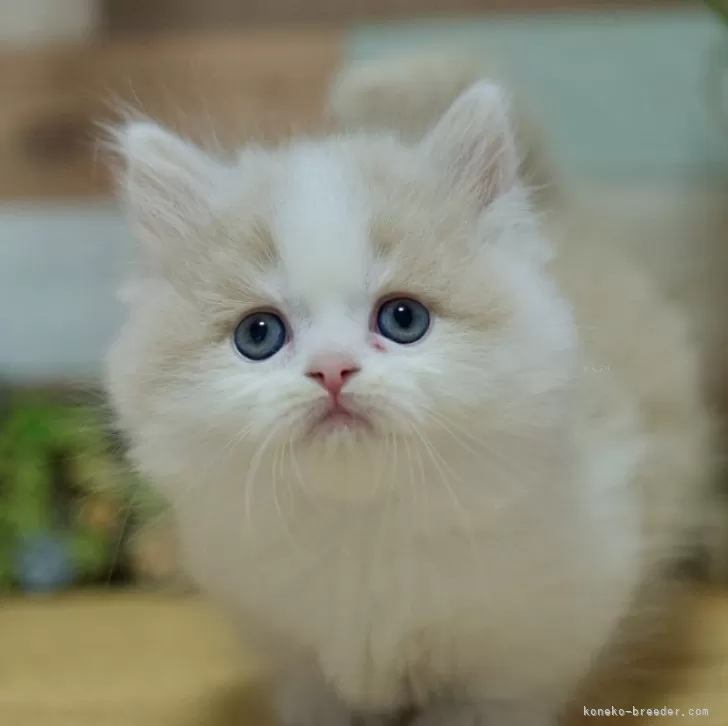 ID:2405-01417の子猫