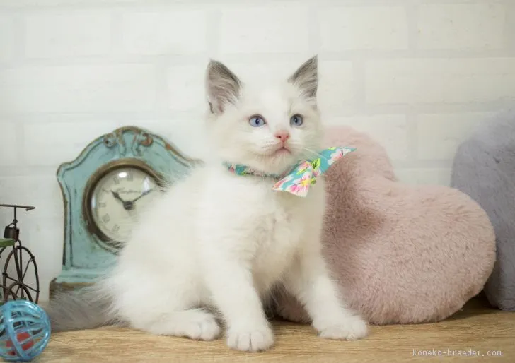 ID:1612-00885の子猫