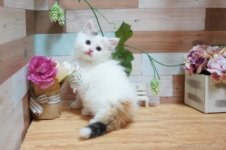 ID:2004-01409の子猫