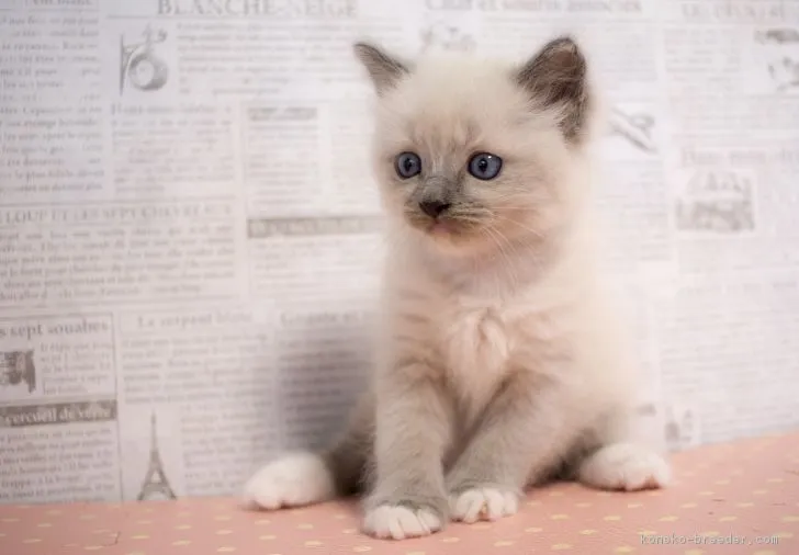 ID：1708-00040の子猫