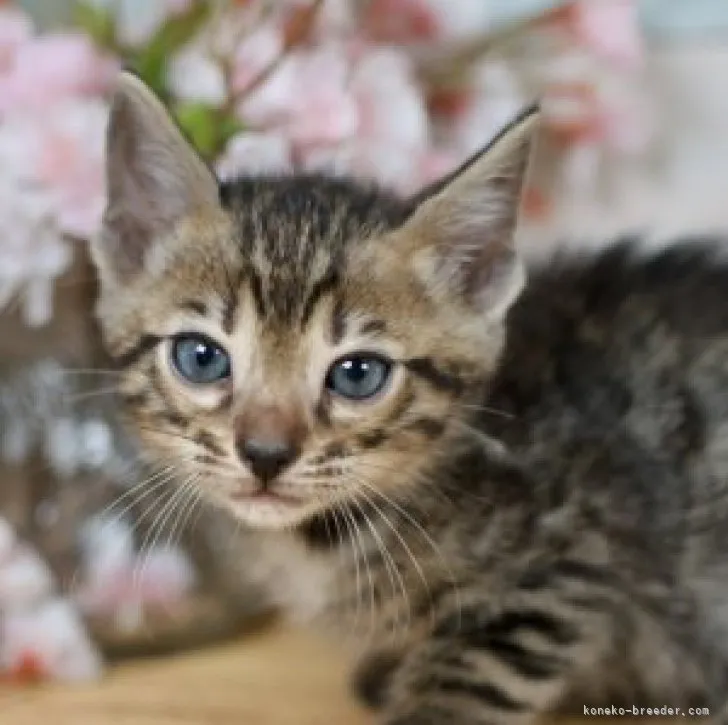 ID:2310-01604の子猫