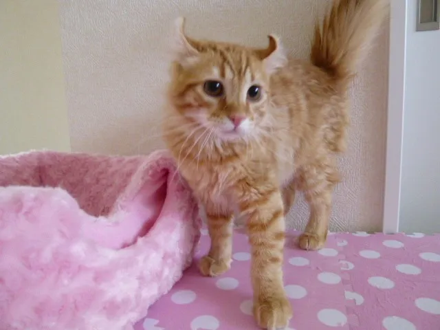 ID：1304-00260の子猫