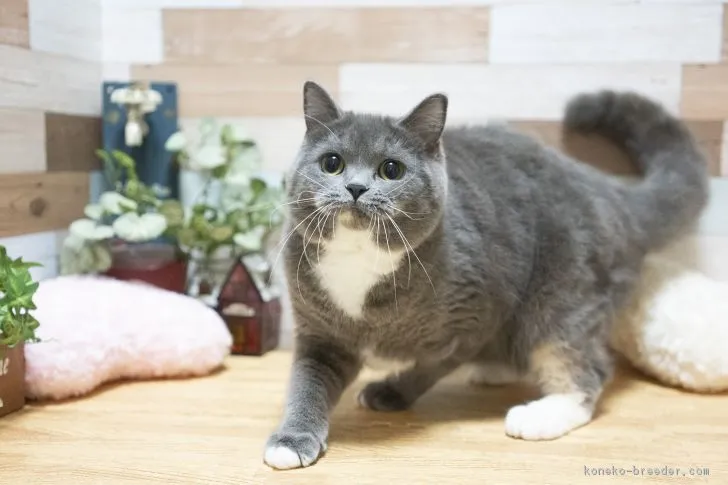 ID：1806-00070の子猫