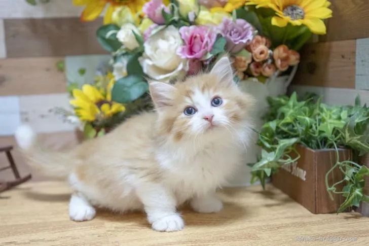 ID：1909-00952の子猫