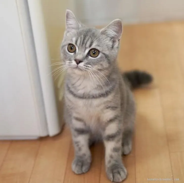 ID：2204-01569の子猫