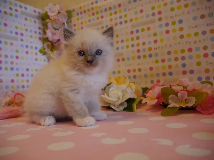 ID：1404-00229の子猫