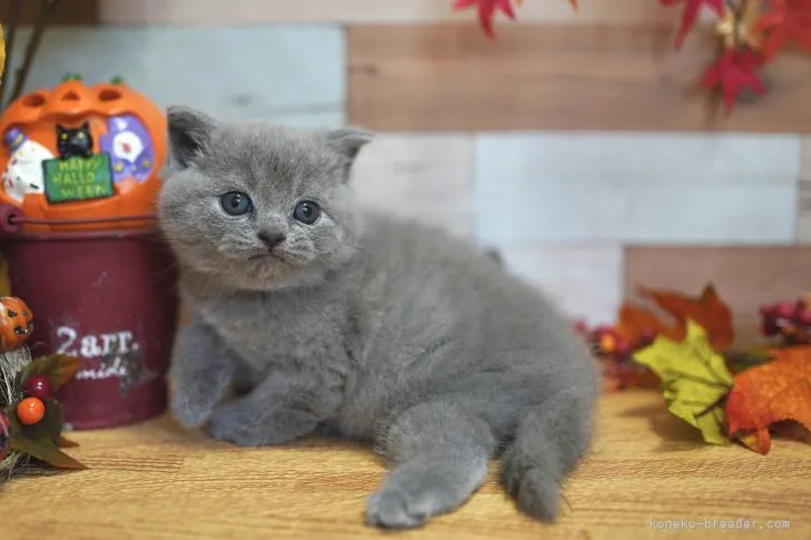 ID:2110-00780の子猫