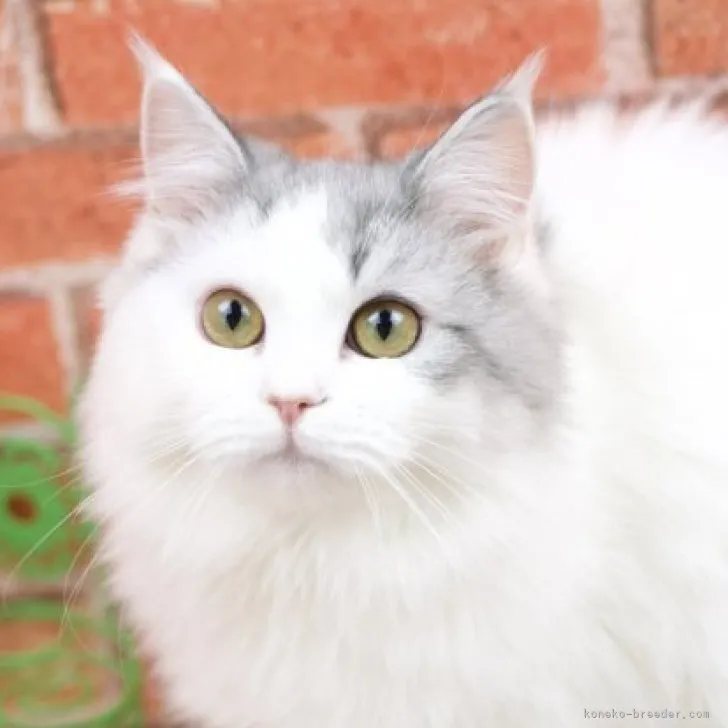 ID:2303-02470の子猫