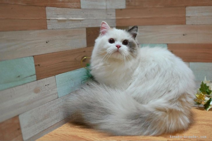 マンチカン【・女の子・2022年4月3日・ブルーホワイト】