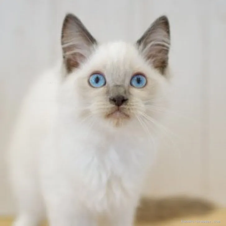 ID:2309-00438の子猫