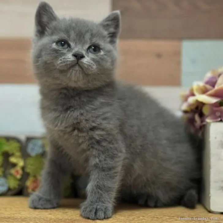 ID：2304-03428の子猫