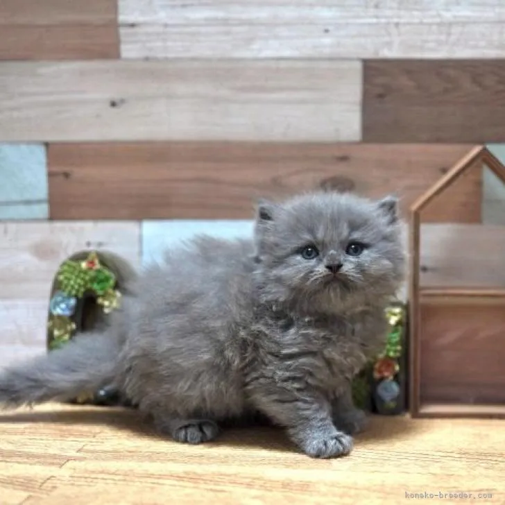 ID：2207-01721の子猫