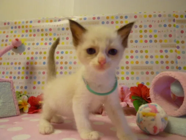ID：1308-00163の子猫