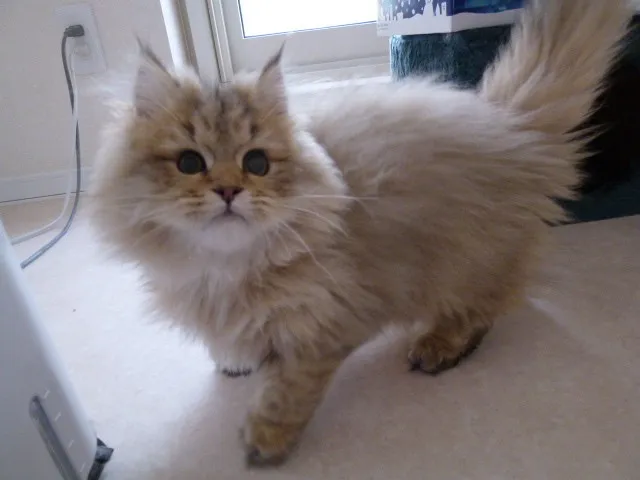 ID:1304-00259の子猫