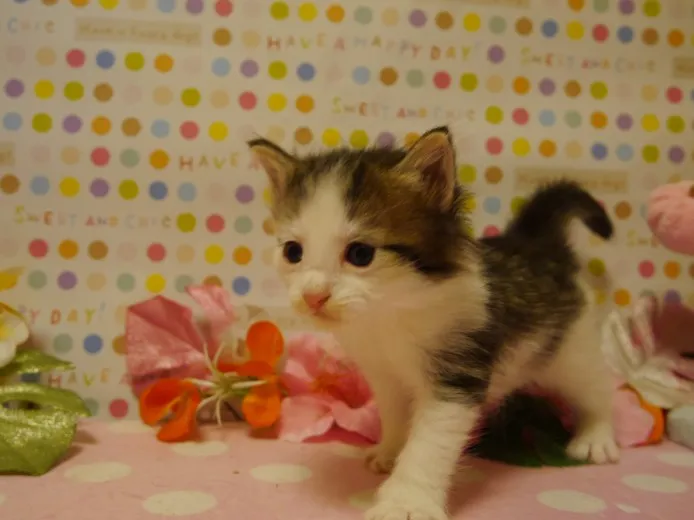 ID:1310-00385の子猫