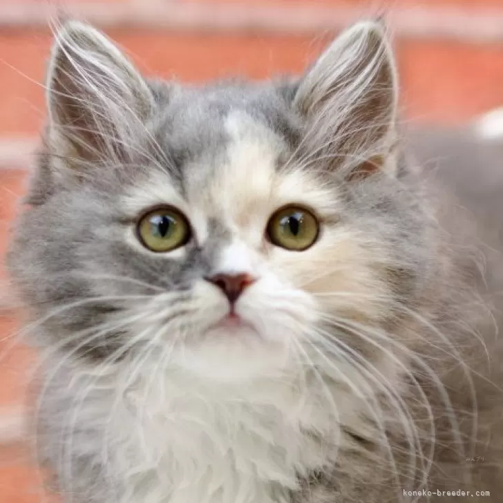 ID:2405-02053の子猫