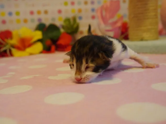 ID：1402-00151の子猫