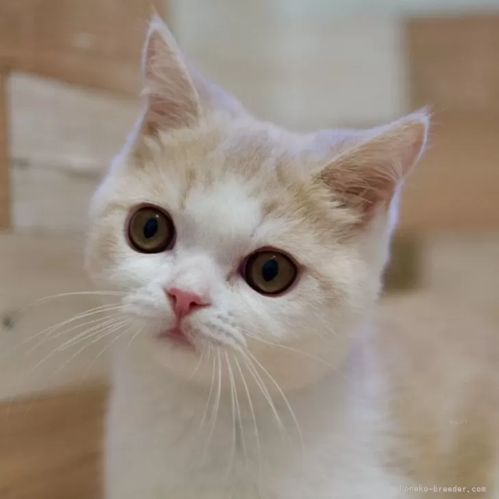 ID:2405-01816の子猫