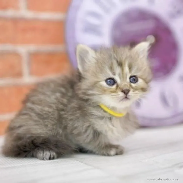 ID：2302-01255の子猫