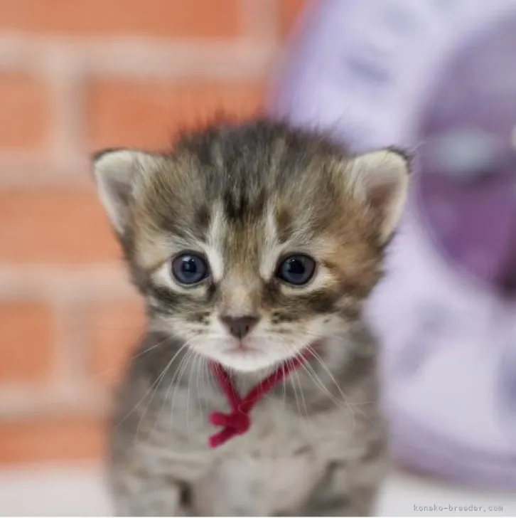 ID:2307-01687の子猫
